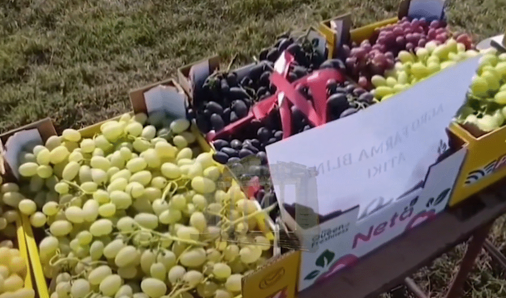 Festa e vreshtarisë ngjall krenarinë në Myzeqe