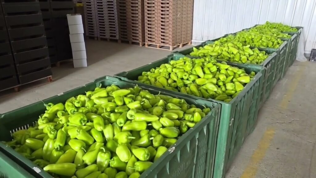 Fenomeni i kthimit të produkteve shqiptare, ka ngritur shqetësim serioz për imazhin e fermerëve