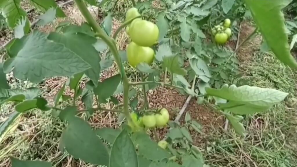 Fshati Kupas, në Hysgjokaj njihet për traditat në vreshtari