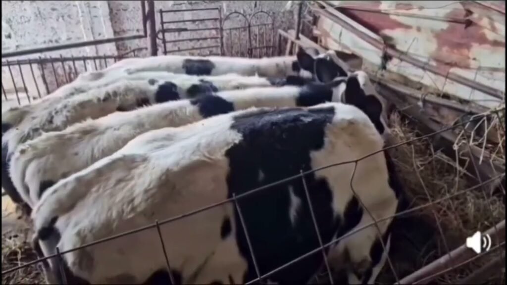 Kujdesi për bagëtitë gjatë dimrit është një sfidë e madhe që teston përgatitjet e çdo blegtori