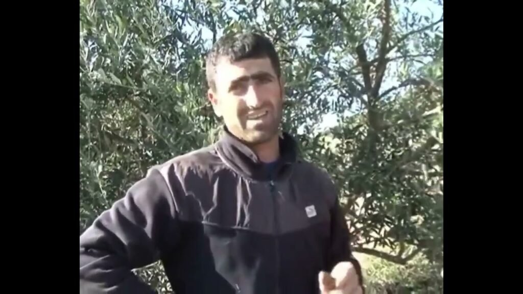 Kur është ulliri i ngacmuar dhe kur ka pak, duhen vjelë sa më parë (arkivë 2013)