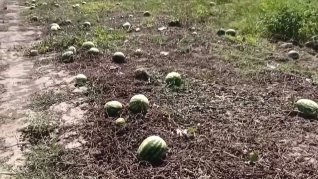Në fshatin Syzezë, në Dimal, fermerët përballen me një krizë të thellë tregu të shalqirit