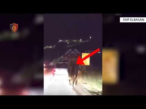 Ngjarje tronditëse në Elbasan, keqtrajtohet kali
