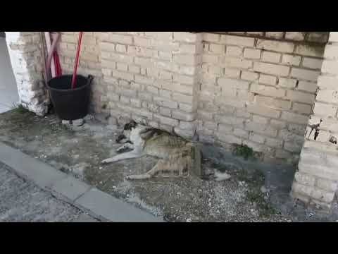 Pamje të rënda në Poshnje, një qen i braktisur lufton për jetën para dyerve të administratës! Pamje të rënda në Poshnje, një qen i braktisur lufton për jetën para dyerve të administratës!