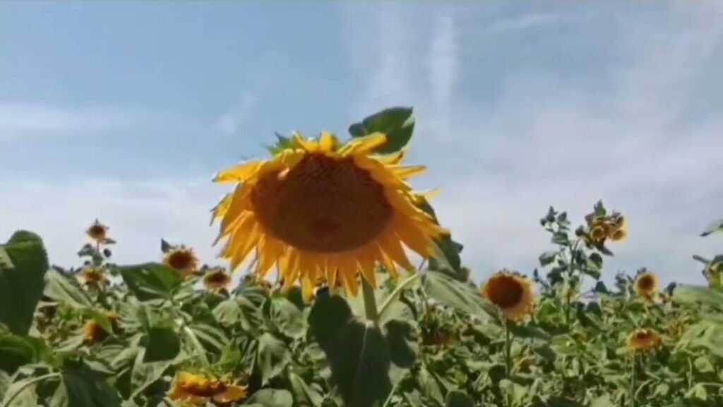 80% e të punësuarve në bujqësi pa sigurime, rrezik për sistemin e pensioneve 80% e të punësuarve në bujqësi pa sigurime, rrezik për sistemin e pensioneve