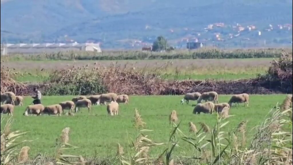 Kronikë: Blegtoria drejt shuarjes, fermerët: “Po shesim lopët një nga një.” Kronikë: Blegtoria drejt shuarjes, fermerët: “Po shesim lopët një nga një.”