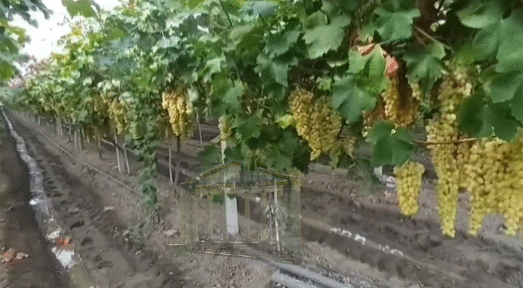 Fermerët e vreshtarisë në Allkaj kërkojnë treg për shitjen e rrushit! Fermerët e vreshtarisë në Allkaj kërkojnë treg për shitjen e rrushit!