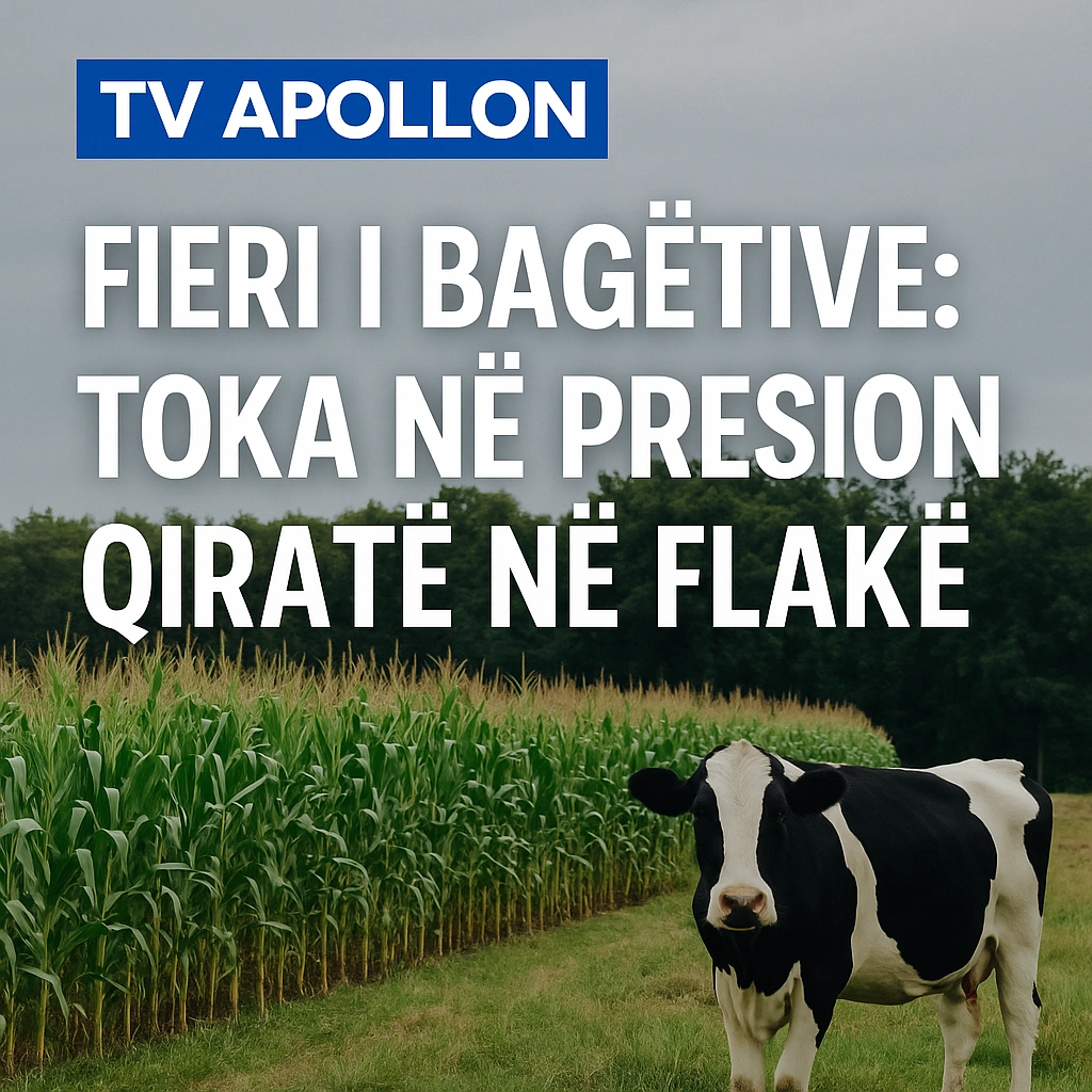 INVESTIGIM: Fieri i bagëtive, toka në presion, qiratë e tokave në flakë INVESTIGIM: Fieri i bagëtive, toka në presion, qiratë e tokave në flakë