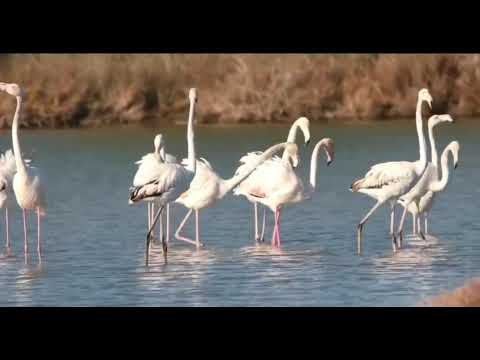Flamingot, mbretëreshat elegante të Parkut Kombëtar Divjakë-Karavasta!
