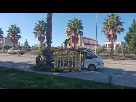 Krasitja e degëve të thata të palmave në hyrje të qytetit të Lushnjes! Krasitja e degëve të thata të palmave në hyrje të qytetit të Lushnjes!