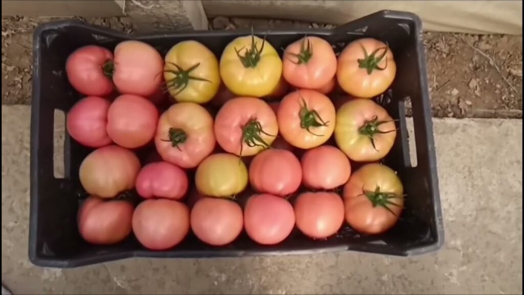 Kronikë: Mertish Gradishtë, Fermeret perballen me çmime qesharake dhe mungese tregu per prodhimet ne sera