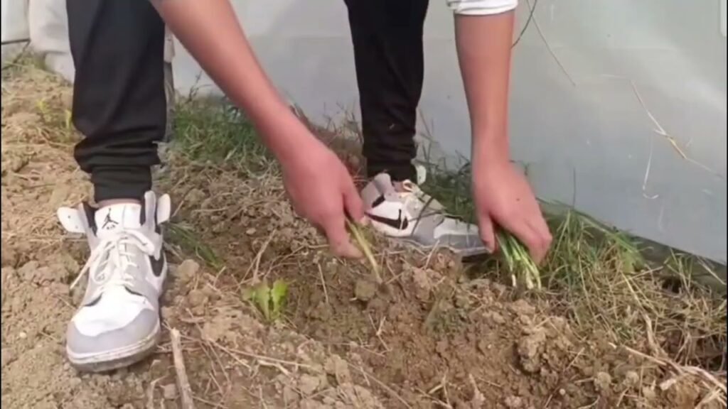 “Toka në Shkollë” në ambjentet e shkollës së bashkuar në Grabian “Toka në Shkollë” në ambjentet e shkollës së bashkuar në Grabian