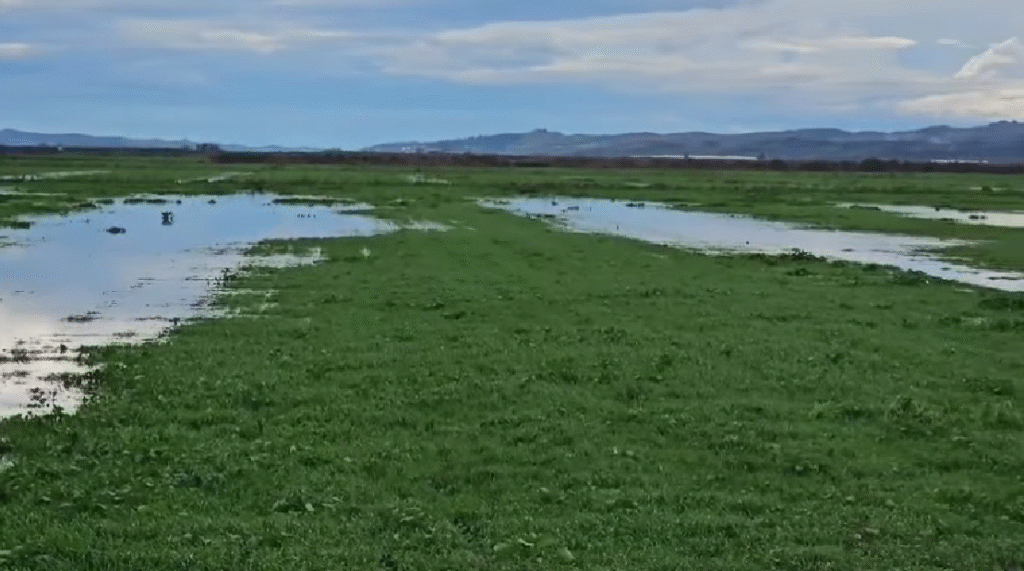 Rikthehet kënetë e dikurshme në Tërbuf, fermerët përballen me përmbytje masive !