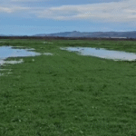 Rikthehet kënetë e dikurshme në Tërbuf, fermerët përballen me përmbytje masive !