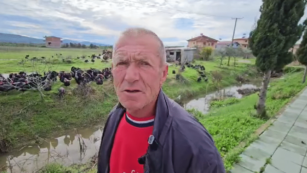 Gjeli i detit, mbreti i festave rritet bio në Divjakë nga Kujtim Buzi !