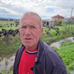 Gjeli i detit, mbreti i festave rritet bio në Divjakë nga Kujtim Buzi !