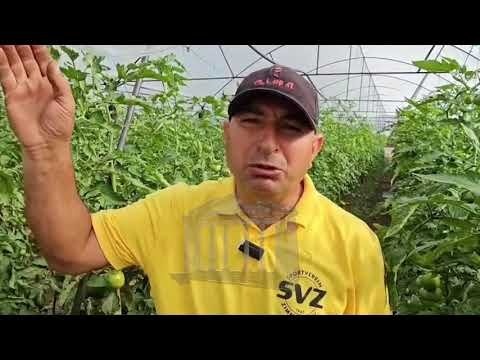 Fermerët e Myzeqesë në udhëkryq, bujqësia shqiptare në krizë!