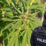 Arrestohet 49-vjeçari i dyshuar si bashkëpunëtor në kultivimin e mbi 2 mijë bimëve kanabis