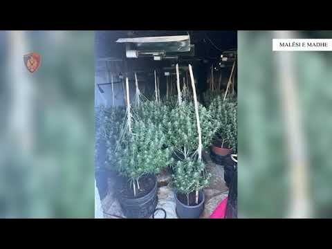 Operacioni “Neonët 2” në Malësi të Madhe Operacioni “Neonët 2” në Malësi të Madhe