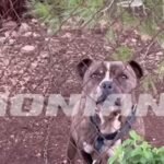 Qeni i familjes kafshoi për vdekje 2-vjeçarin shqiptar, flet babai: Im bir më pa, buzëqeshi dhe mbylli sytë përgjithmonë