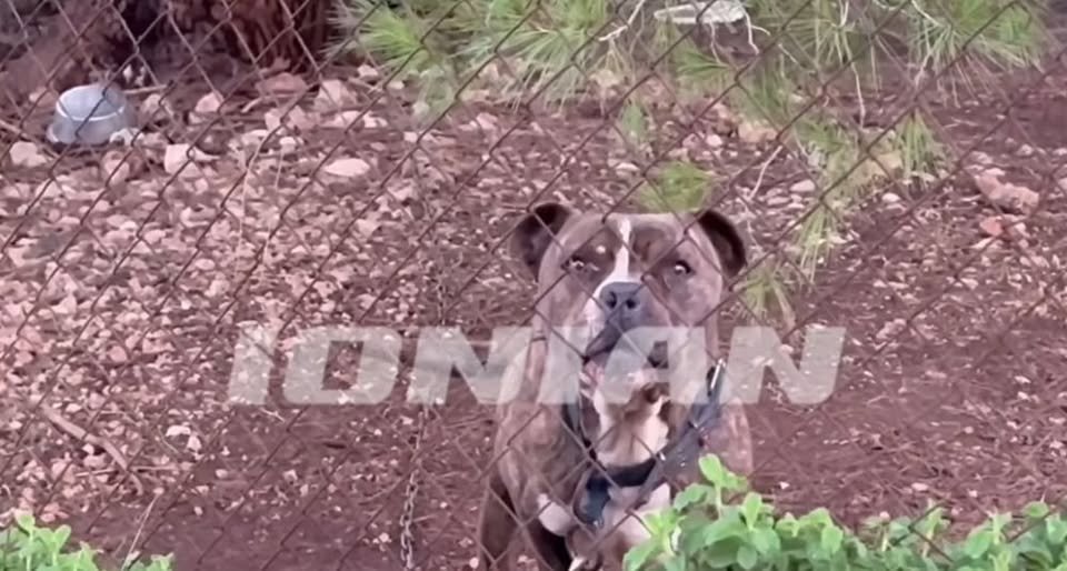 Qeni i familjes kafshoi për vdekje 2-vjeçarin shqiptar, flet babai: Im bir më pa, buzëqeshi dhe mbylli sytë përgjithmonë