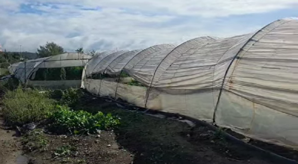 Moti i keq në Fier dëmtoi të mbjellat në sera. Specialistet e bujqesise ne terren
