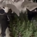 Policia zbulon një apartament të përshtatur për kultivim kanabisi në Sarandë dhe arreston një 30-vjeçar