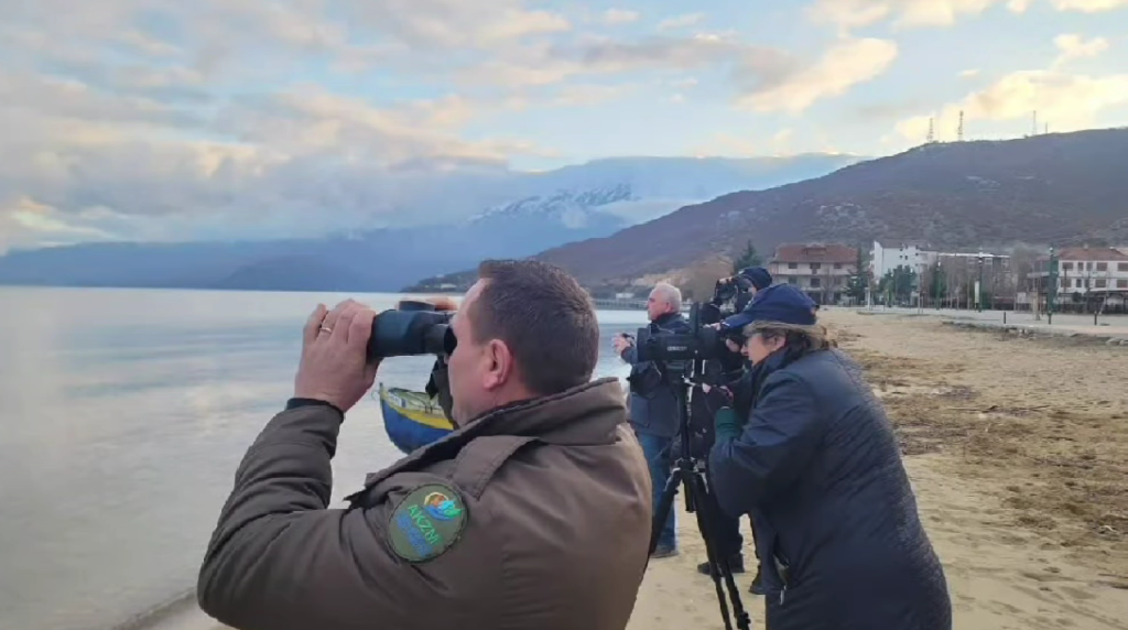 Censusi Ndërkombëtar i Shpendëve Ujorë po zhvillohet në Liqenin e Pogradecit !