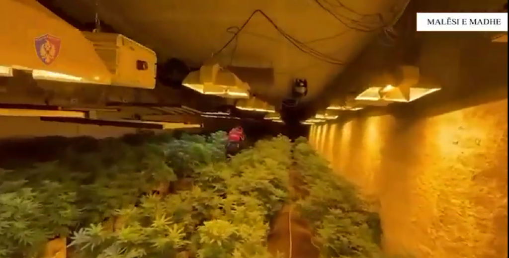 Operacioni “Neonët 8” në Malësi të Madhe, zbulohen ambiente për kultivim kanabisi dhe arrestohen 5 persona Operacioni “Neonët 8” në Malësi të Madhe, zbulohen ambiente për kultivim kanabisi dhe arrestohen 5 persona