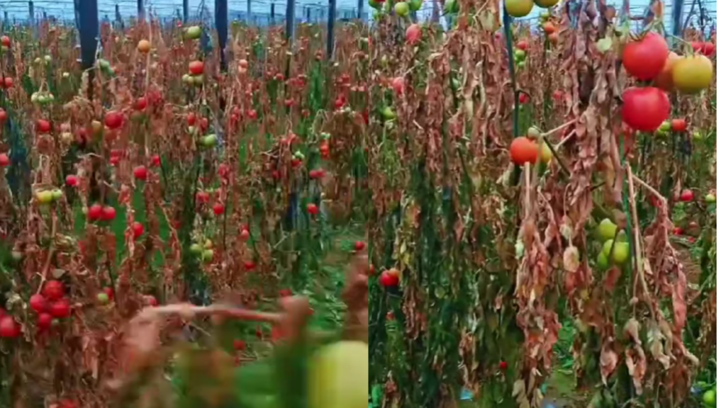 Puna e fermerëve në sera shkatërrohet për pak orë !