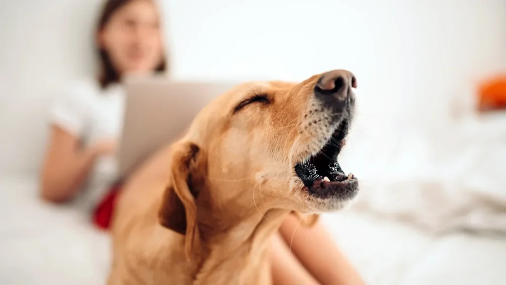 60-vjeçari në Gjirokastër godet me sëpatë qenin, procedohet nga policia
