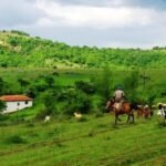 Zhduket blegtoria nga familjet në fshatra !