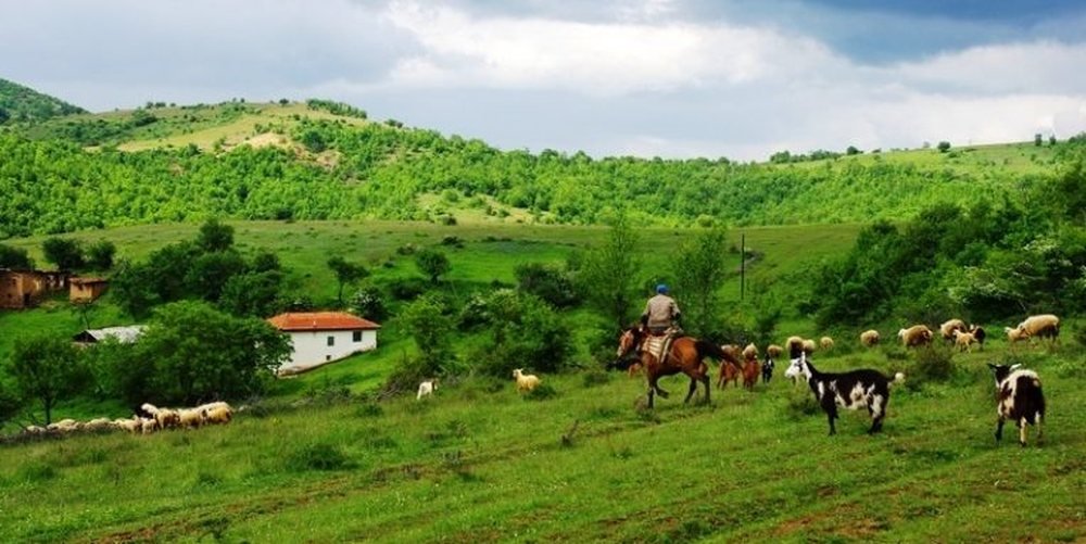 Zhduket blegtoria nga familjet në fshatra !