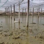 300 hektarë sera nën ujë në Dimal, fermerët: Prodhimi u kalb nga përmbytjet, kemi falimentuar