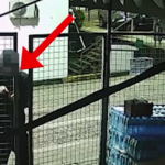 Vodhën në 3 biznese në Vorë, arrestohet 31-vjeçari, bashkëpunëtori në kërkim