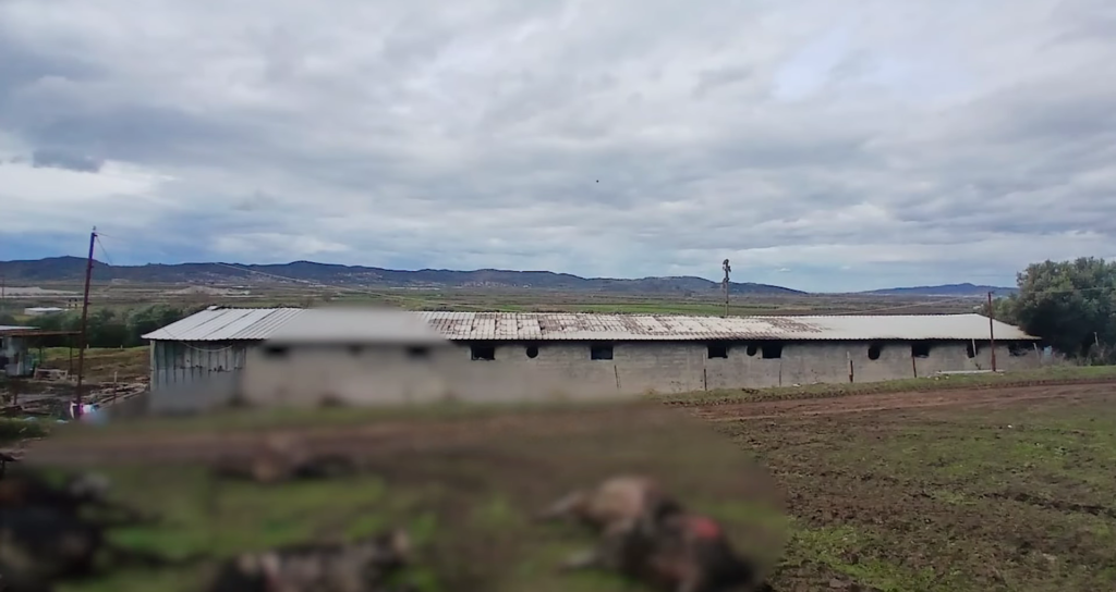 Zjarr në një stallë në Selenicë, digjen 22 lopë dhe viça