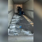 Tentoi të trafikonte 350 kg kanabis drejt Greqisë, shpallet në kërkim pronari i kamionit