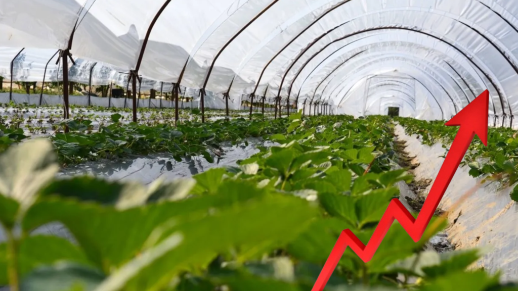 Rriten kostot në bujqësi, fermerët në Lushnjë: Çmimet e plehrave kimike deri 30% më të larta