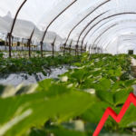 Rriten kostot në bujqësi, fermerët në Lushnjë: Çmimet e plehrave kimike deri 30% më të larta