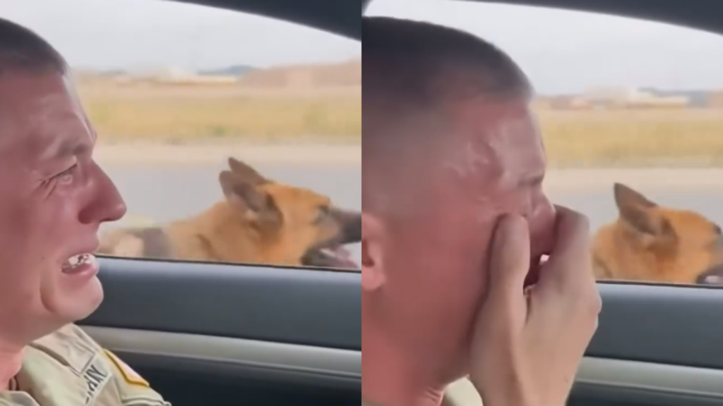 Qeni besnik K9 vrapoi pas makinës së ushtarit që u detyrua të largohej për shkak të transferimit në detyrë