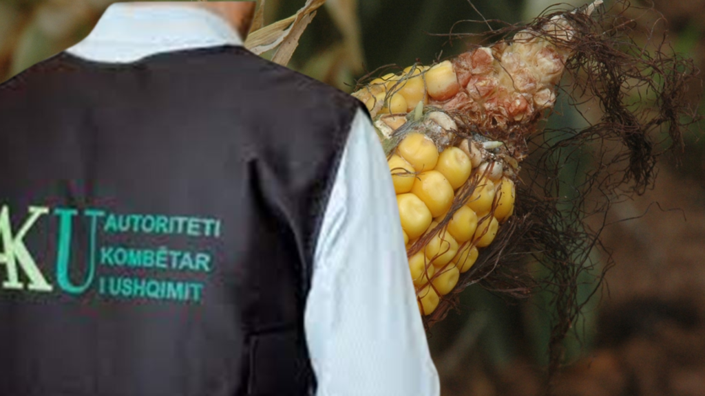 Inspektorët e AKU nuk zbatuan urdhrin për bllokim, 104 ton misër i kontaminuar përfundoi në pulari