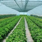 “Duan të më bllokojnë”, grantet e IPARD përfundojnë në gjykatë, beteja për kthimin e fondeve