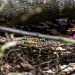 Tragjedi në festën e Pashkëve në Gjermani/ Pema rrëzohet nga era e fortë, raportohet për 3 viktima, mes tyre foshnja 10-muajshe