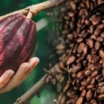 Bota mund të mbetet pa çokollatë? Rritet mbi 400 herë çmimi i kakaos, shkak ndryshimet klimatike