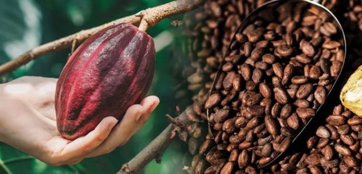 Bota mund të mbetet pa çokollatë? Rritet mbi 400 herë çmimi i kakaos, shkak ndryshimet klimatike Bota mund të mbetet pa çokollatë? Rritet mbi 400 herë çmimi i kakaos, shkak ndryshimet klimatike