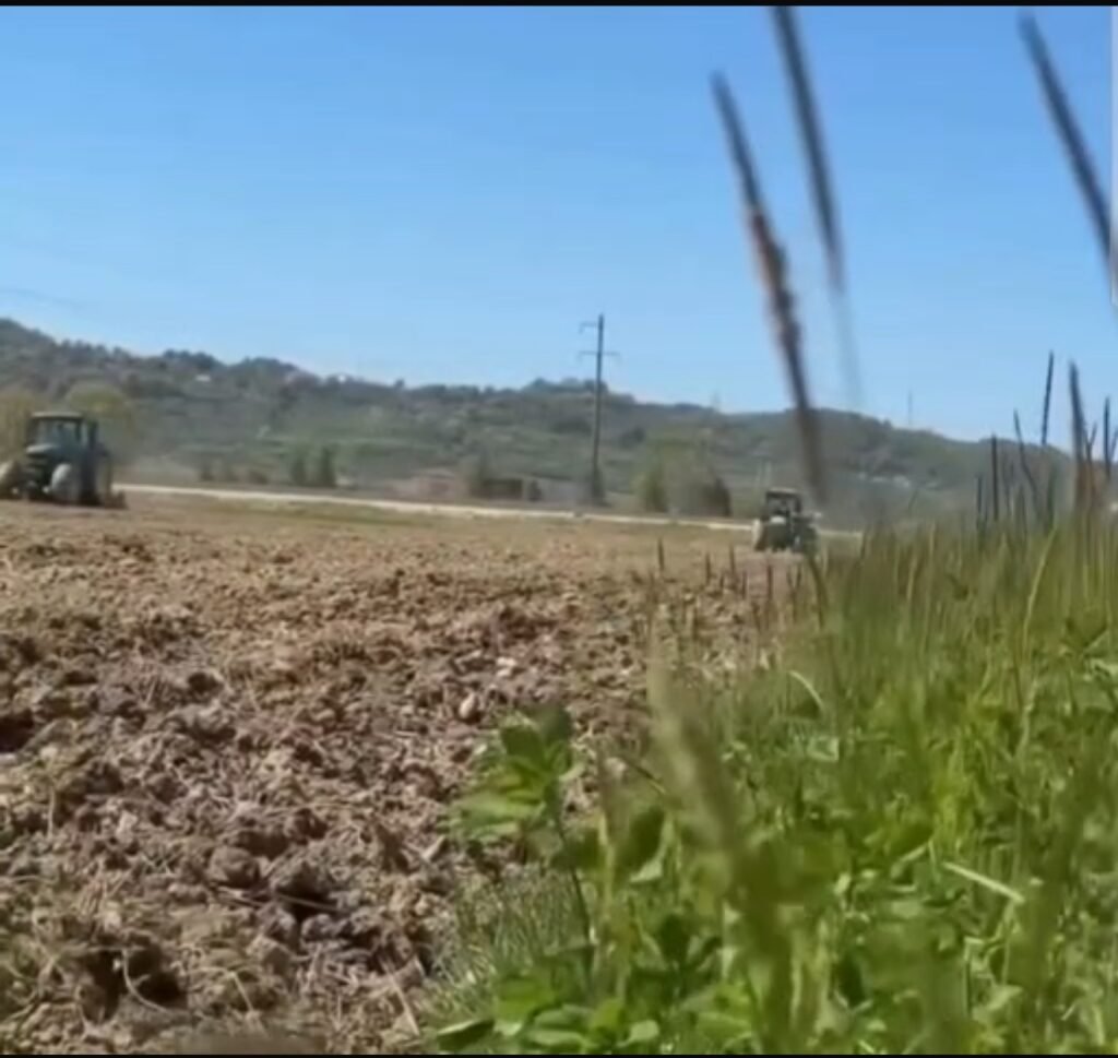 Fermerët nisin mbjelljen e misrit mes kostove të larta!