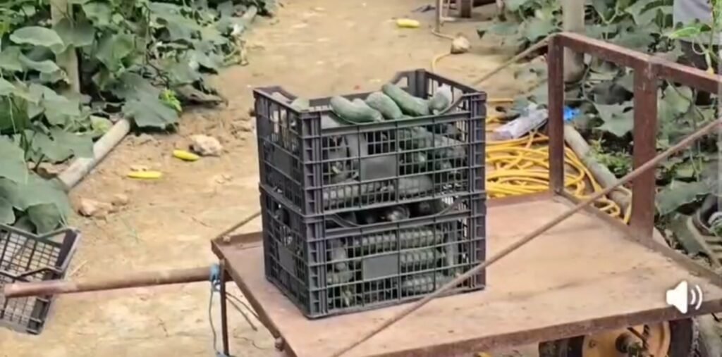 Nga 100 në 20 lekë/kg brenda 10 ditësh: Rënie drastike e çmimit të kastravecit!