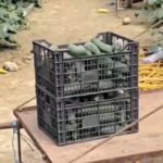 Nga 100 në 20 lekë/kg brenda 10 ditësh: Rënie drastike e çmimit të kastravecit!