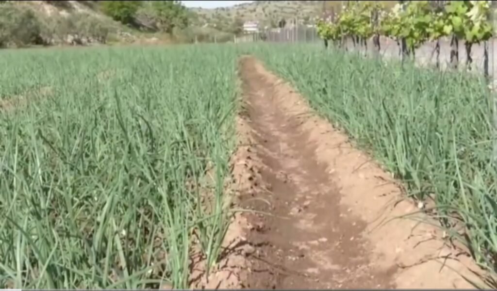 Rritja e kostove të inputeve bujqësore vë në vështirësi fermerët !