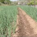 Rritja e kostove të inputeve bujqësore vë në vështirësi fermerët !